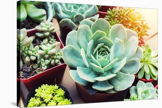 Rectangular Arrangement of Succulents; Cactus Succulents in a Planter-kenny001-Stretched Canvas