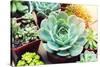 Rectangular Arrangement of Succulents; Cactus Succulents in a Planter-kenny001-Stretched Canvas