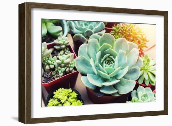 Rectangular Arrangement of Succulents; Cactus Succulents in a Planter-kenny001-Framed Photographic Print