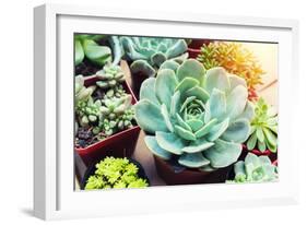 Rectangular Arrangement of Succulents; Cactus Succulents in a Planter-kenny001-Framed Photographic Print