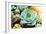 Rectangular Arrangement of Succulents; Cactus Succulents in a Planter-kenny001-Framed Photographic Print