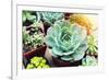 Rectangular Arrangement of Succulents; Cactus Succulents in a Planter-kenny001-Framed Photographic Print