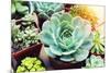 Rectangular Arrangement of Succulents; Cactus Succulents in a Planter-kenny001-Mounted Photographic Print
