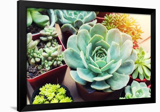 Rectangular Arrangement of Succulents; Cactus Succulents in a Planter-kenny001-Framed Photographic Print