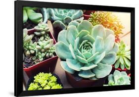 Rectangular Arrangement of Succulents; Cactus Succulents in a Planter-kenny001-Framed Photographic Print