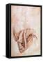 Recto Study of Drapery-Michelangelo Buonarroti-Framed Stretched Canvas