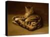 Recumbent Cat, 1898-Théophile Alexandre Steinlen-Stretched Canvas