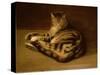 Recumbent Cat, 1898-Théophile Alexandre Steinlen-Stretched Canvas