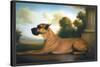 Recumbent Great Dane-Christine Merrill-Stretched Canvas