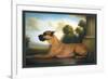 Recumbent Great Dane-Christine Merrill-Framed Art Print