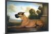 Recumbent Great Dane-Christine Merrill-Mounted Art Print