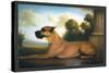 Recumbent Great Dane-Christine Merrill-Stretched Canvas