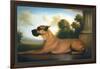 Recumbent Great Dane-Christine Merrill-Framed Art Print