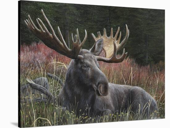 Recumbent Moose-Kevin Daniel-Stretched Canvas