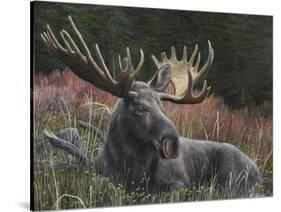 Recumbent Moose-Kevin Daniel-Stretched Canvas