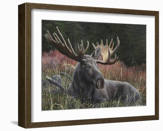 Recumbent Moose-Kevin Daniel-Framed Art Print