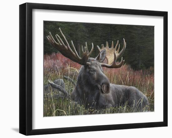 Recumbent Moose-Kevin Daniel-Framed Art Print