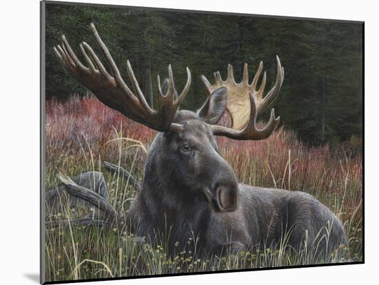 Recumbent Moose-Kevin Daniel-Mounted Art Print