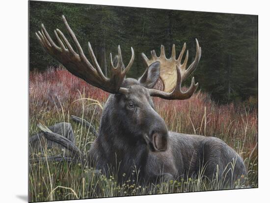 Recumbent Moose-Kevin Daniel-Mounted Art Print