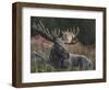 Recumbent Moose-Kevin Daniel-Framed Art Print