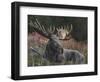 Recumbent Moose-Kevin Daniel-Framed Art Print