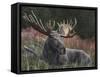 Recumbent Moose-Kevin Daniel-Framed Stretched Canvas