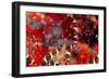 Red 35-RUNA-Framed Giclee Print