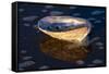 Red Abalone (Haliotis Rufescens) Half Shell on Sandy Beach-Lynn M^ Stone-Framed Stretched Canvas