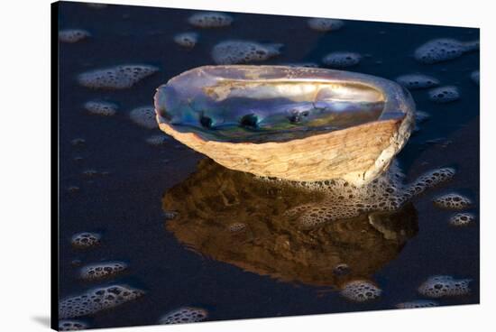 Red Abalone (Haliotis Rufescens) Half Shell on Sandy Beach-Lynn M^ Stone-Stretched Canvas