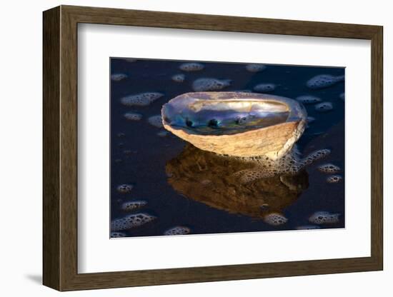 Red Abalone (Haliotis Rufescens) Half Shell on Sandy Beach-Lynn M^ Stone-Framed Photographic Print