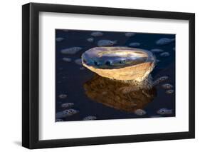 Red Abalone (Haliotis Rufescens) Half Shell on Sandy Beach-Lynn M^ Stone-Framed Photographic Print