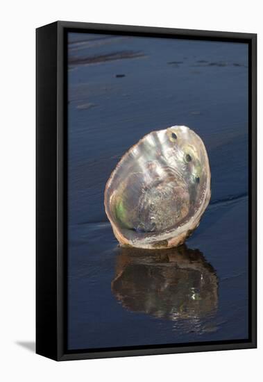 Red Abalone (Haliotis Rufescens) on Sandy Beach-Lynn M^ Stone-Framed Stretched Canvas