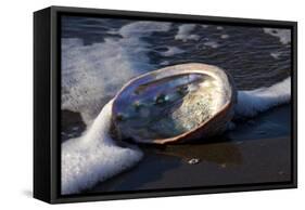 Red Abalone (Haliotis Rufescens) on Sandy Beach-Lynn M^ Stone-Framed Stretched Canvas