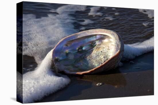 Red Abalone (Haliotis Rufescens) on Sandy Beach-Lynn M^ Stone-Stretched Canvas