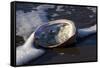 Red Abalone (Haliotis Rufescens) on Sandy Beach-Lynn M^ Stone-Framed Stretched Canvas