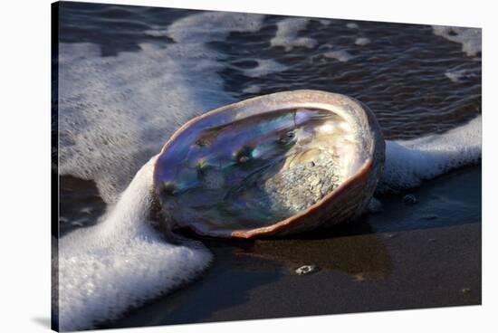 Red Abalone (Haliotis Rufescens) on Sandy Beach-Lynn M^ Stone-Stretched Canvas