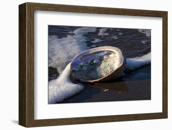 Red Abalone (Haliotis Rufescens) on Sandy Beach-Lynn M^ Stone-Framed Photographic Print