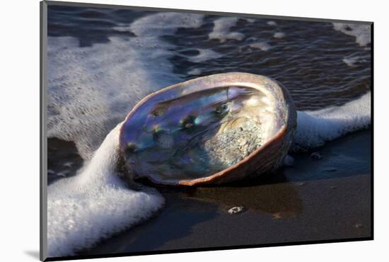 Red Abalone (Haliotis Rufescens) on Sandy Beach-Lynn M^ Stone-Mounted Photographic Print