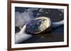 Red Abalone (Haliotis Rufescens) on Sandy Beach-Lynn M^ Stone-Framed Photographic Print