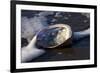 Red Abalone (Haliotis Rufescens) on Sandy Beach-Lynn M^ Stone-Framed Photographic Print