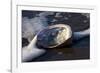 Red Abalone (Haliotis Rufescens) on Sandy Beach-Lynn M^ Stone-Framed Photographic Print