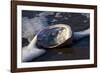 Red Abalone (Haliotis Rufescens) on Sandy Beach-Lynn M^ Stone-Framed Photographic Print