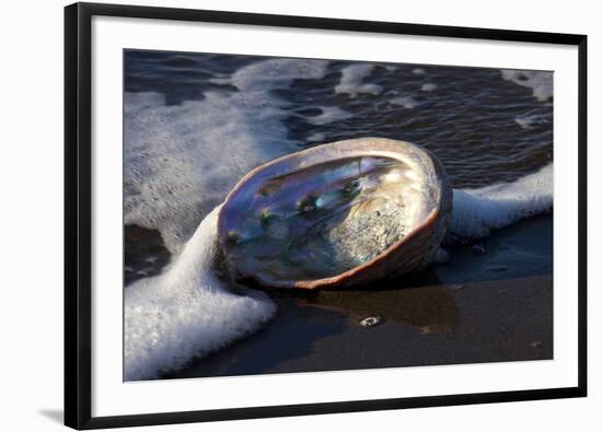 Red Abalone (Haliotis Rufescens) on Sandy Beach-Lynn M^ Stone-Framed Photographic Print