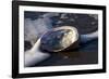 Red Abalone (Haliotis Rufescens) on Sandy Beach-Lynn M^ Stone-Framed Photographic Print