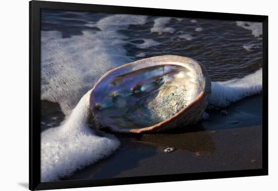 Red Abalone (Haliotis Rufescens) on Sandy Beach-Lynn M^ Stone-Framed Photographic Print