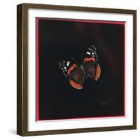 Red Admiral Butterfly, 2001-Amelia Kleiser-Framed Giclee Print