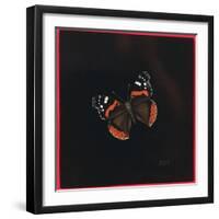 Red Admiral Butterfly, 2001-Amelia Kleiser-Framed Giclee Print