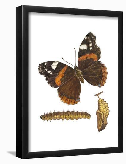 Red Admiral Butterfly, Caterpillar, and Pupae (Vanessa Atalanta), Insects-Encyclopaedia Britannica-Framed Poster