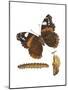 Red Admiral Butterfly, Caterpillar, and Pupae (Vanessa Atalanta), Insects-Encyclopaedia Britannica-Mounted Poster