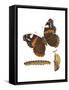 Red Admiral Butterfly, Caterpillar, and Pupae (Vanessa Atalanta), Insects-Encyclopaedia Britannica-Framed Stretched Canvas